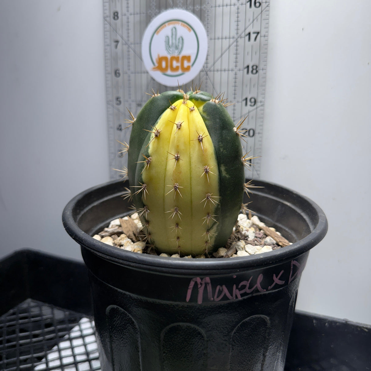 Columnar Cactus Hybrid - Variegated - (MAIPU x DEBRA)