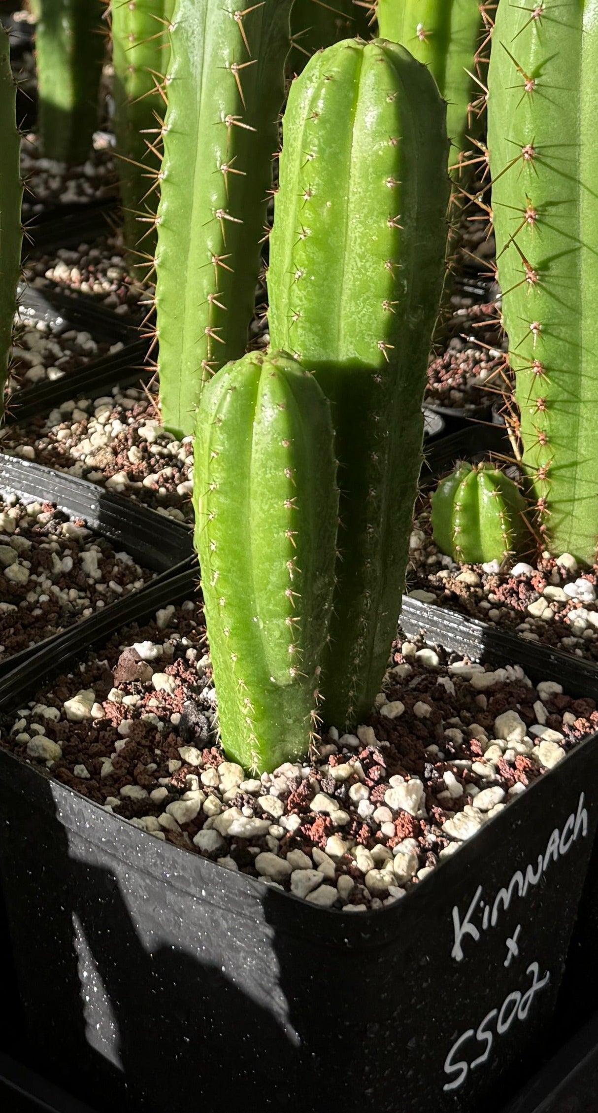Columnar Cactus Hybrid - (KIMNACH x SS02)