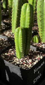 Columnar Cactus Hybrid - (KIMNACH x SS02)