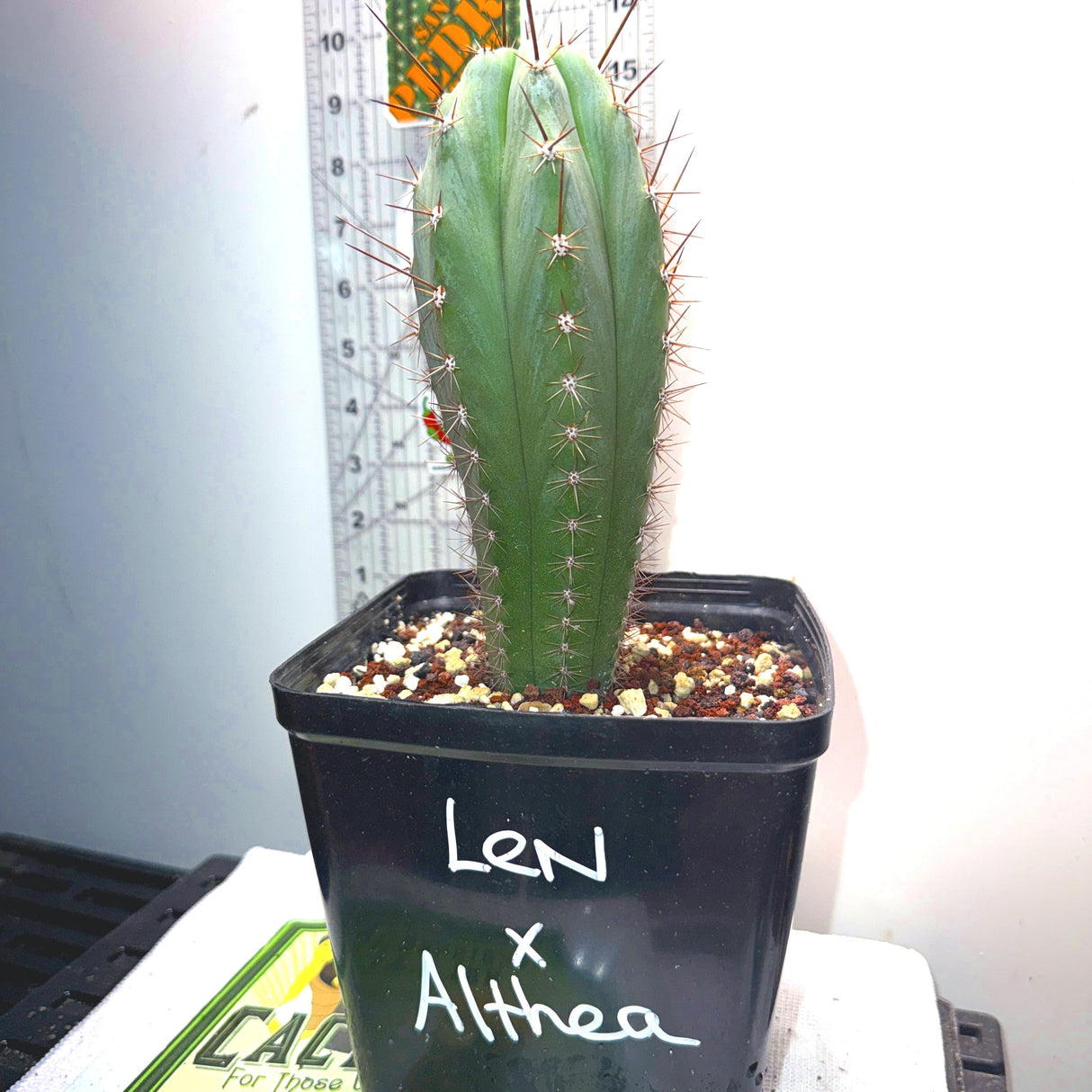 Columnar Cactus Hybrid - (LEN x ALTHEA)