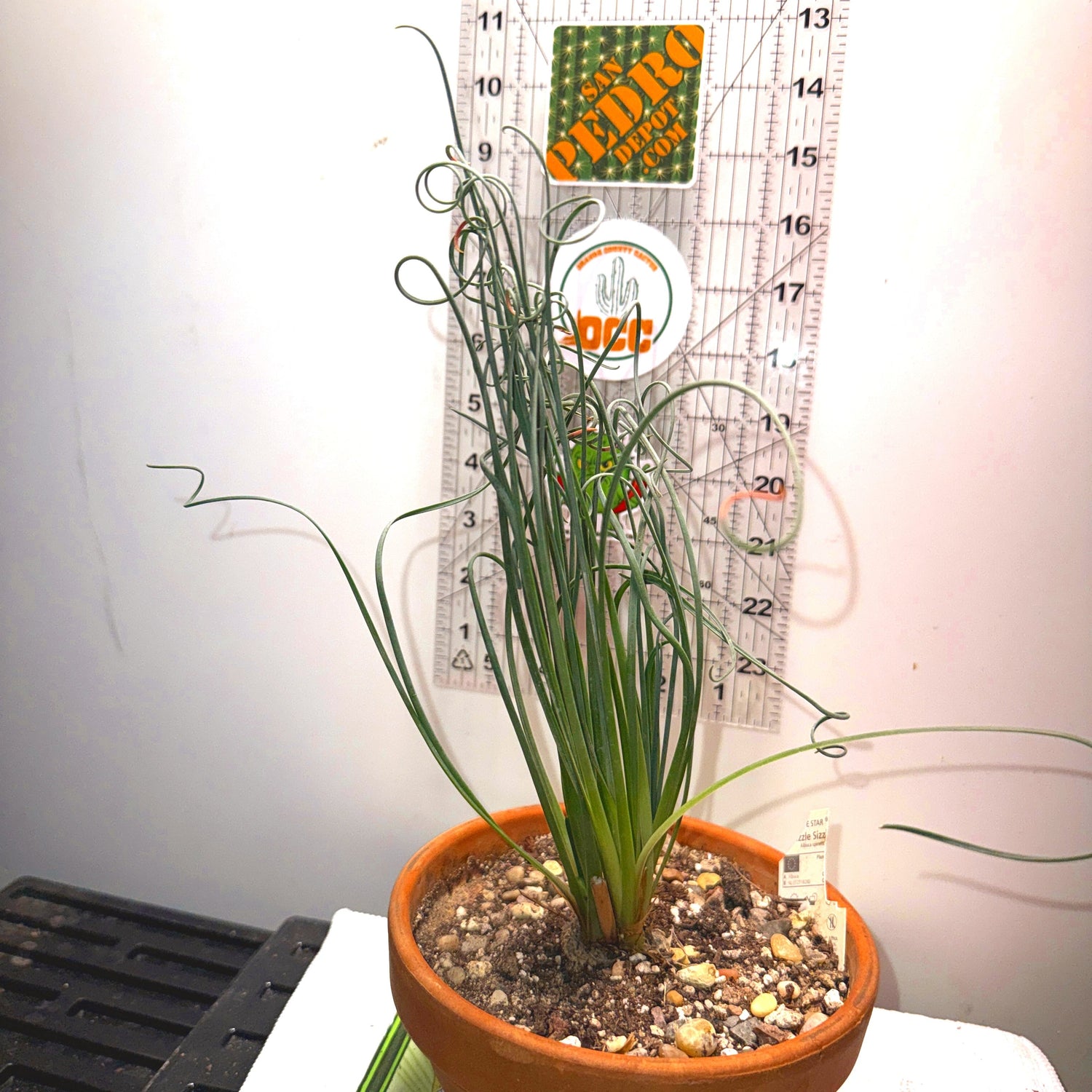 frizzle sizzle plant care indoors Frizzle Sizzle Plant Care: How to Grow Curly Albuca spiralis – Orange County Cactus