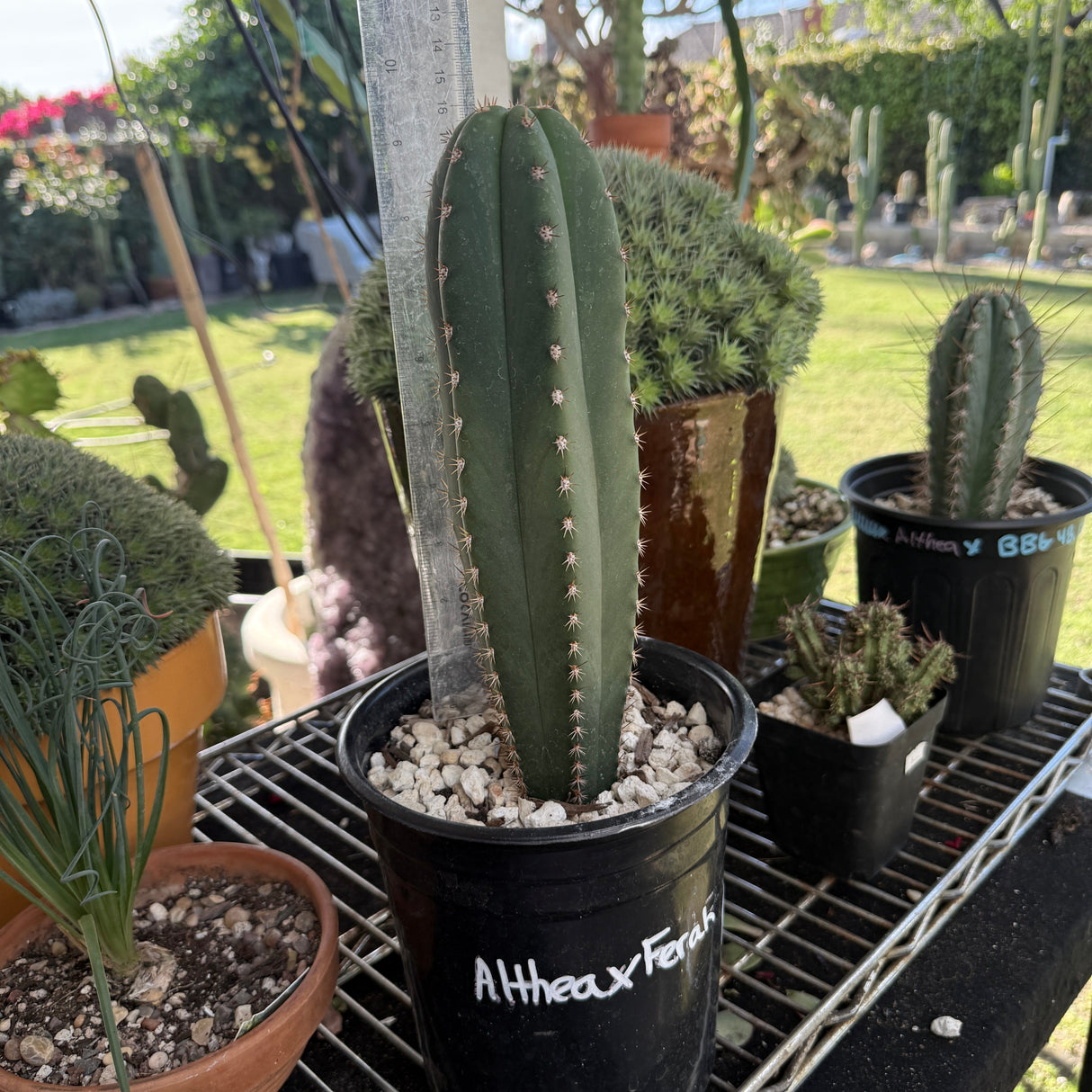 Columnar Cactus Hybrid - (ALTHEA x FERAH)