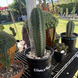 Columnar Cactus Hybrid - (ALTHEA x FERAH)