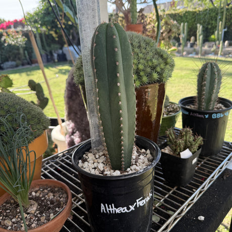 Columnar Cactus Hybrid - (ALTHEA x FERAH)