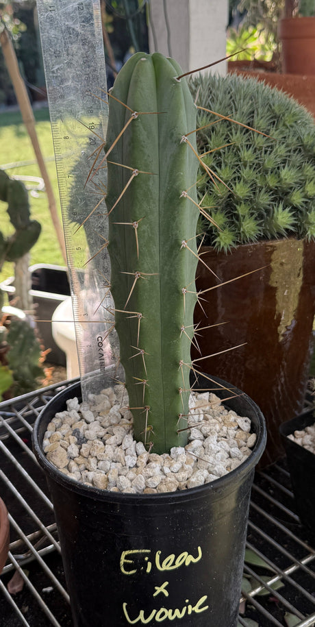 Rare Cactus - Columnar Cactus Hybrid - (EILEENxWOWIE)