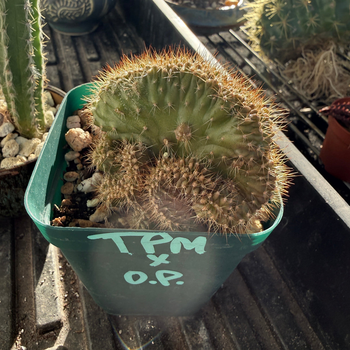 Cactus Hybrid  (TPM x OP - Monstros)