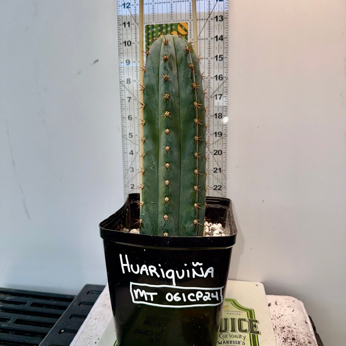Columnar Cactus Clone - (Huariquiña-Clone)