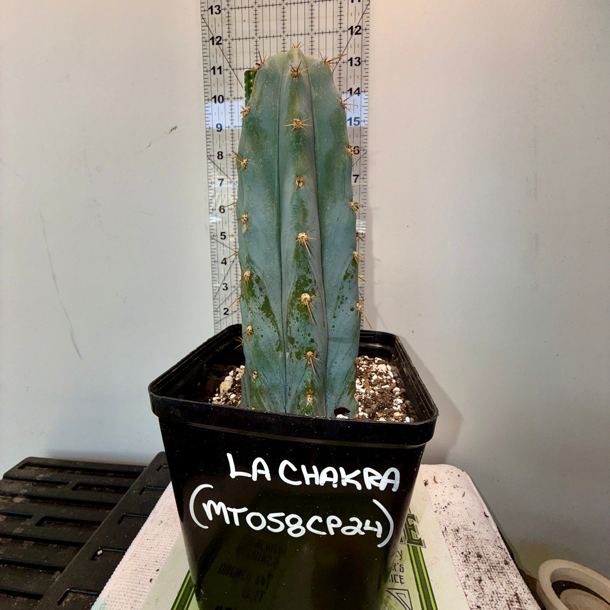 Columnar Cactus Clone - LA-CHAKRA
