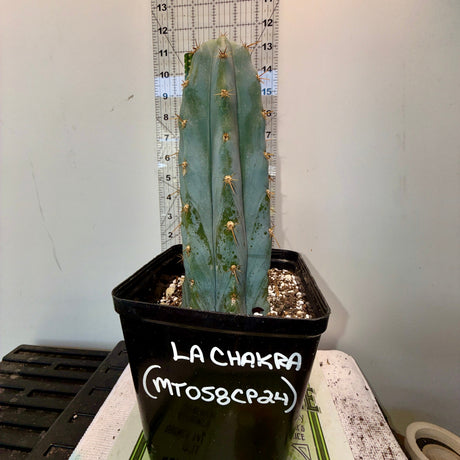 Columnar Cactus Clone - LA-CHAKRA