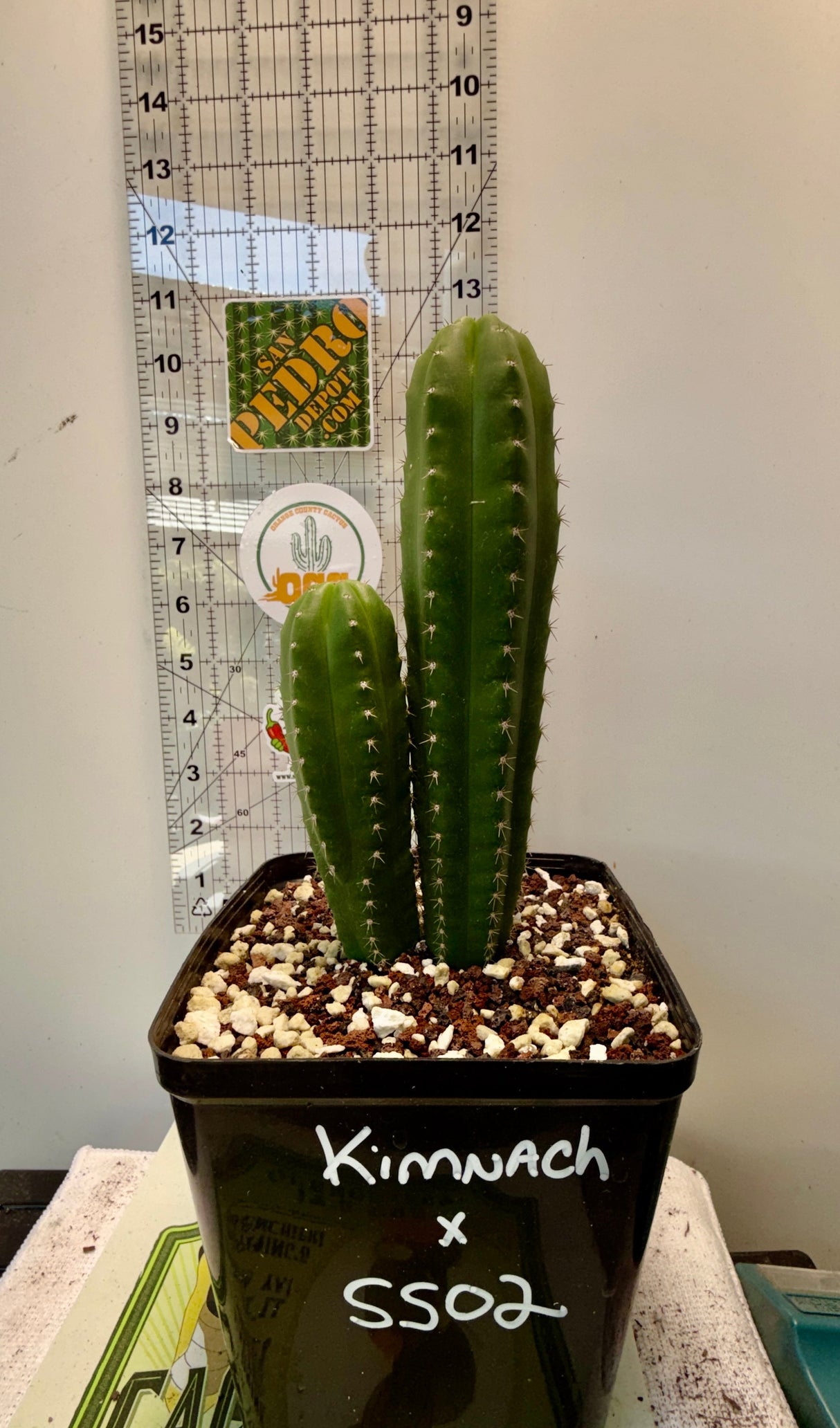 Columnar Cactus Hybrid - (KIMNACH x SS02)