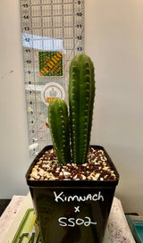 Columnar Cactus Hybrid - (KIMNACH x SS02)