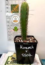 Columnar Cactus Hybrid - (KIMNACH x SS02)