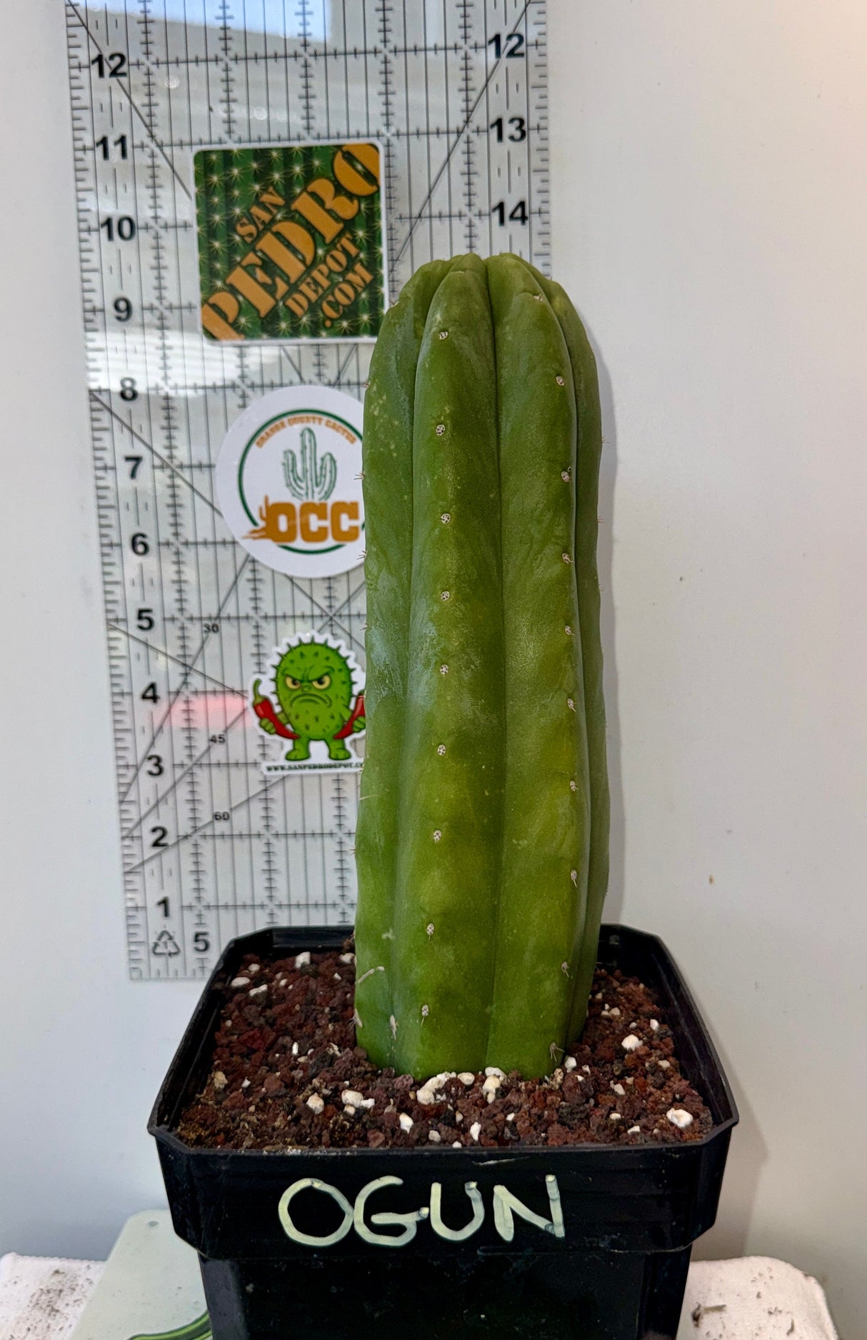 Columnar Cactus Clone - (OGUN)