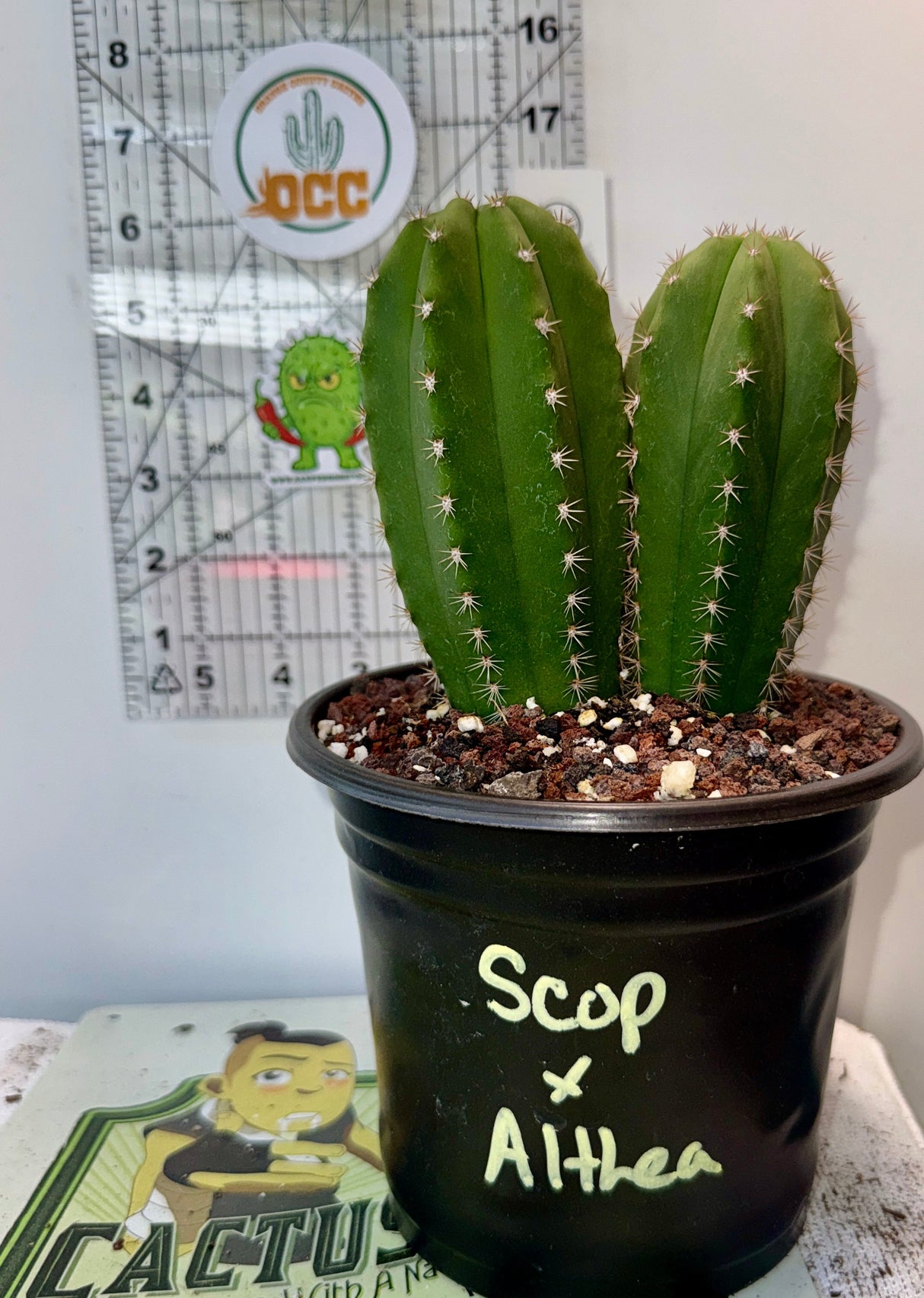 Columnar Cactus Hybrid - (SCOPULICOLA x ALTHEA)