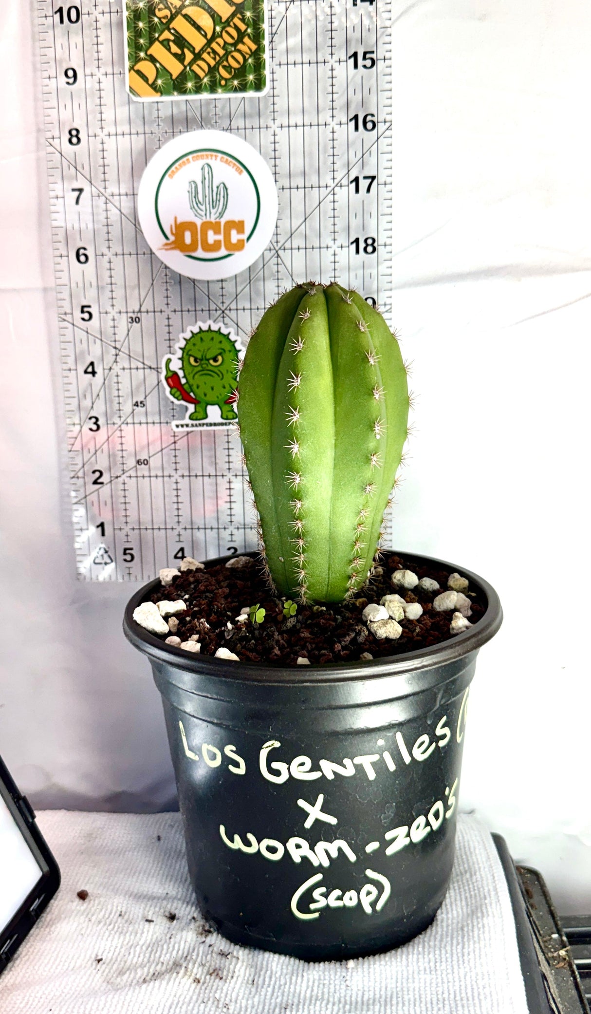 Columnar Cactus Hybrid - (LOS GENTILES x WORM-ZED's)