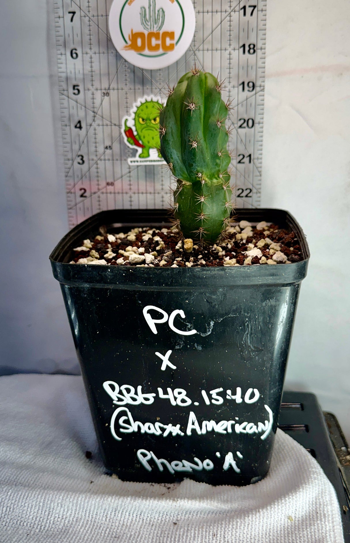 Columnar Cactus Hybrid - (PC X BBG 48.1540)