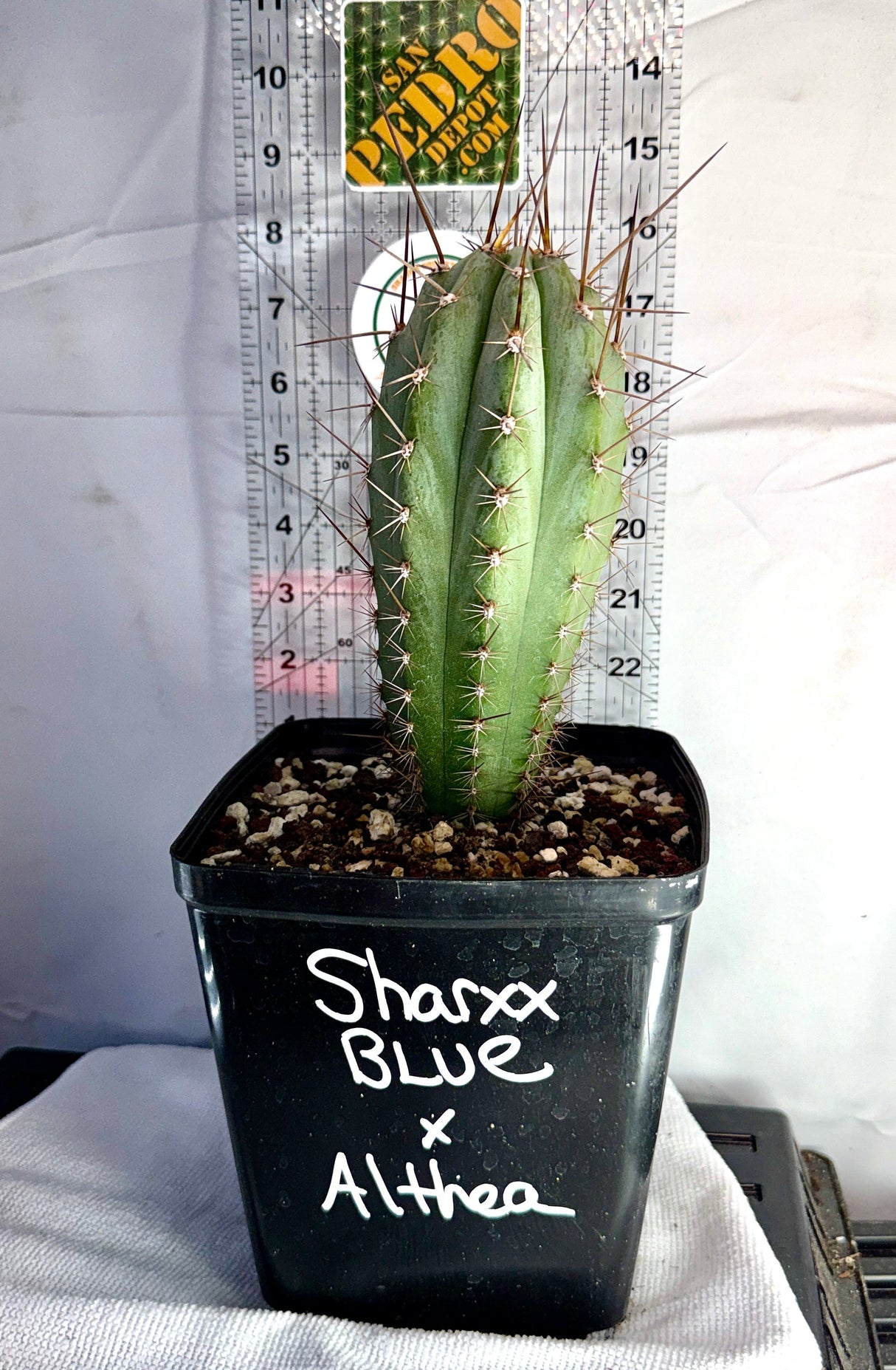 Columnar Cactus Hybrid - (SHARXX BLUE x ALTHEA)