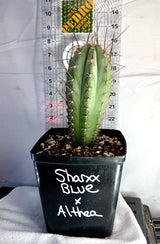 Columnar Cactus Hybrid - (SHARXX BLUE x ALTHEA)