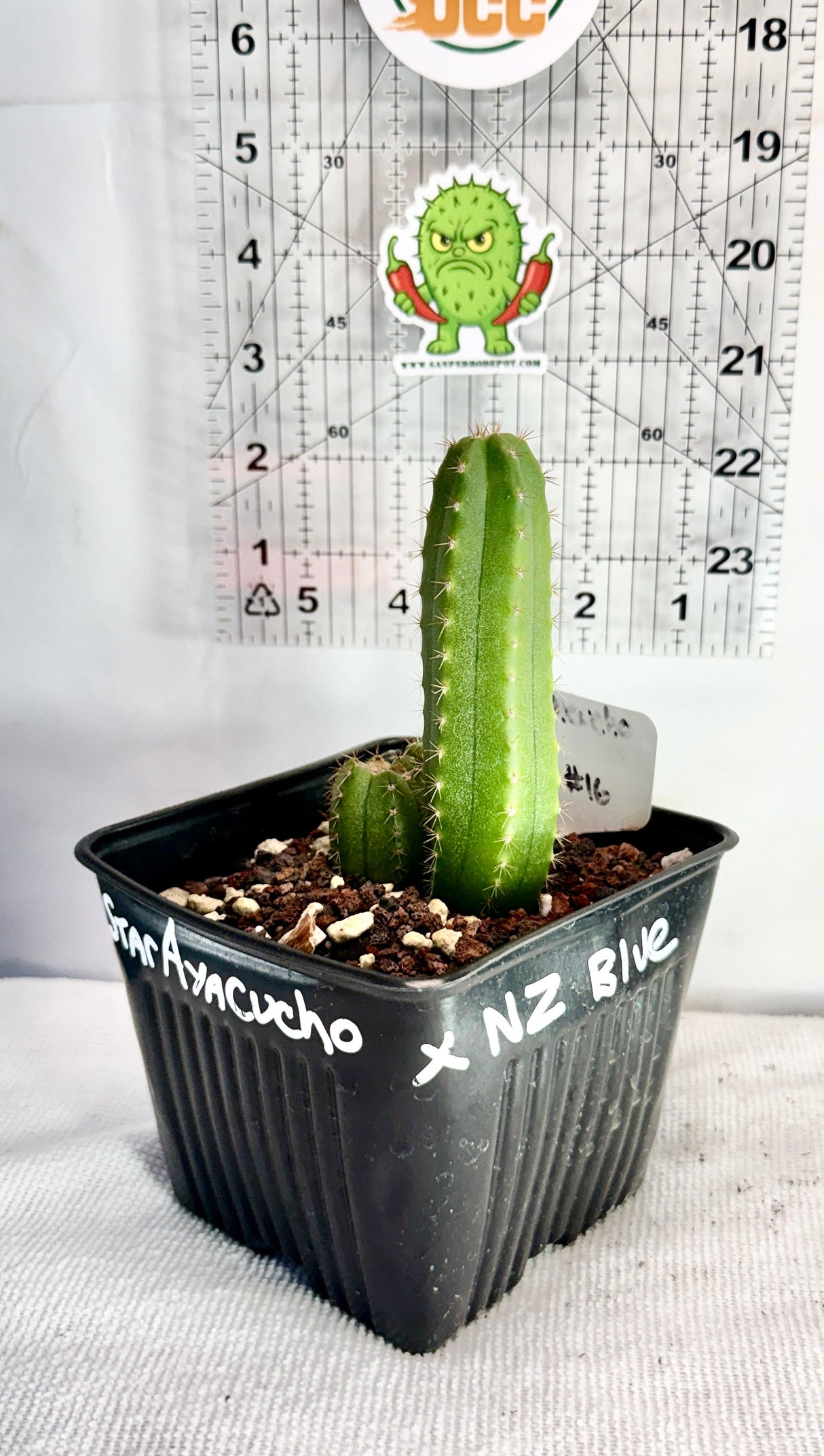 Columnar Cactus Hybrid - (STAR AYACUCHO x NZ BLUE)