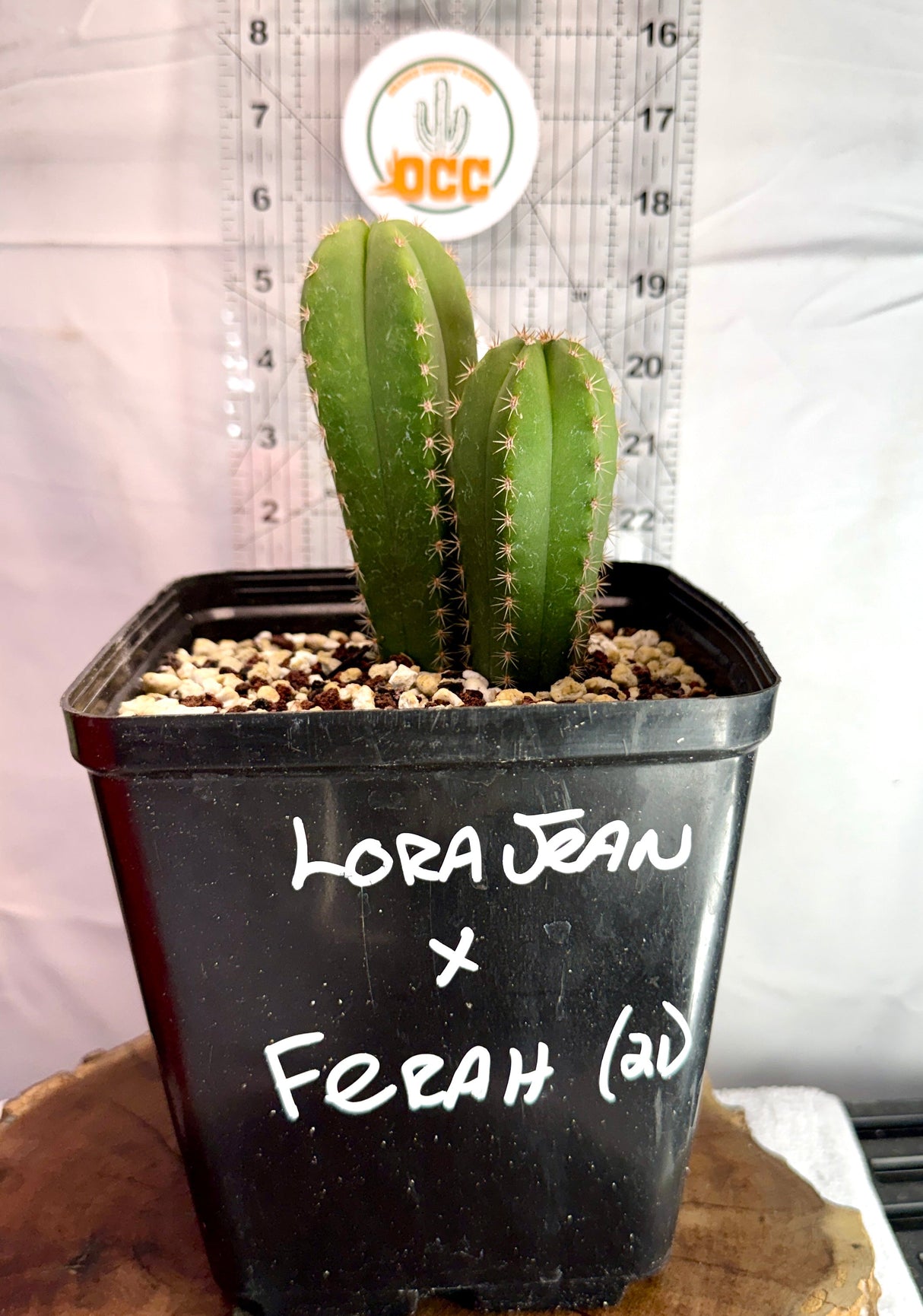 Columnar Cactus Hybrid - (LORA JEAN x FERAH)