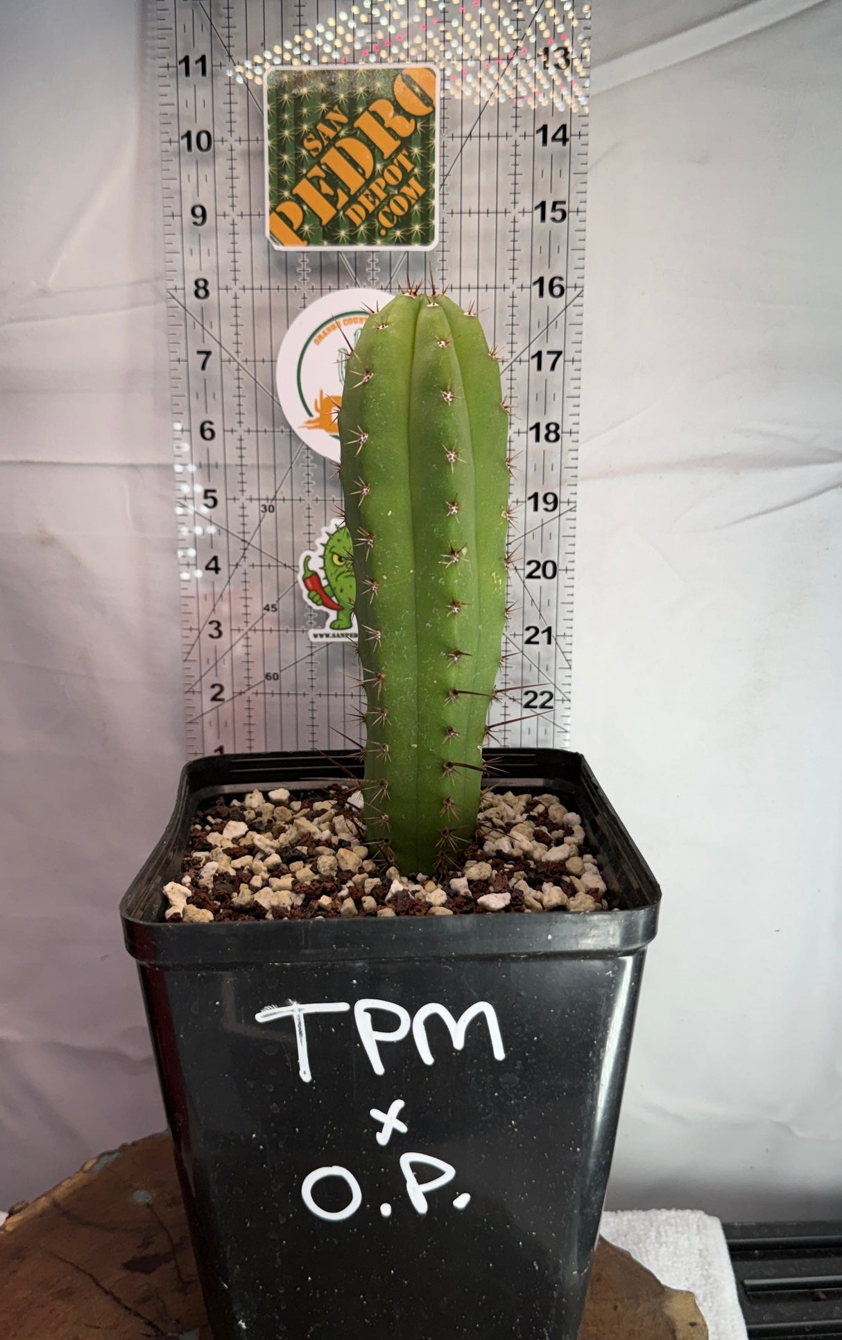 Columnar Cactus Hybrid - (TPM x OP)