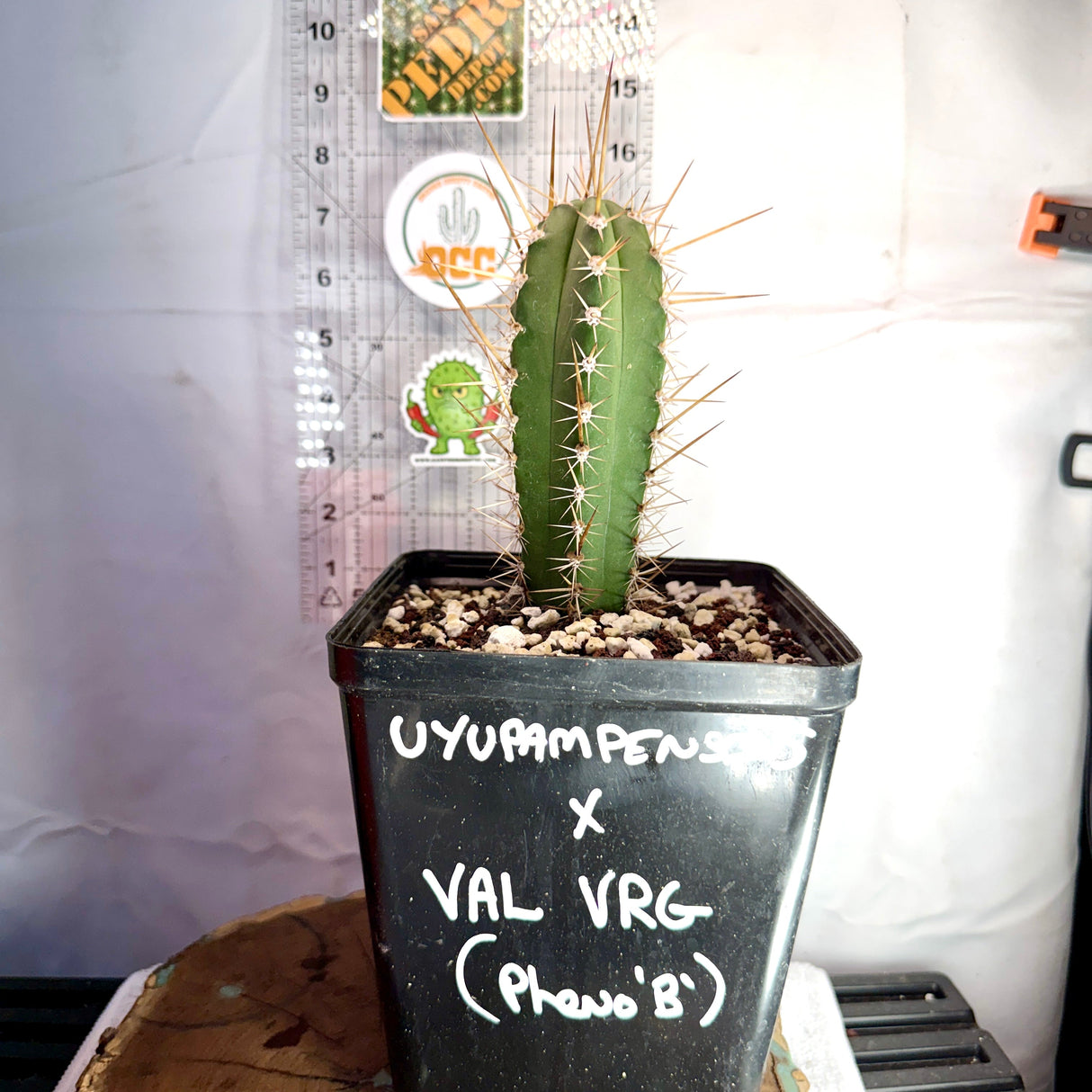 Columnar Cactus Hybrid - (UYUPAMPENSIS x VAL VRG)