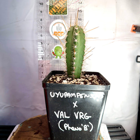 Columnar Cactus Hybrid - (UYUPAMPENSIS x VAL VRG)