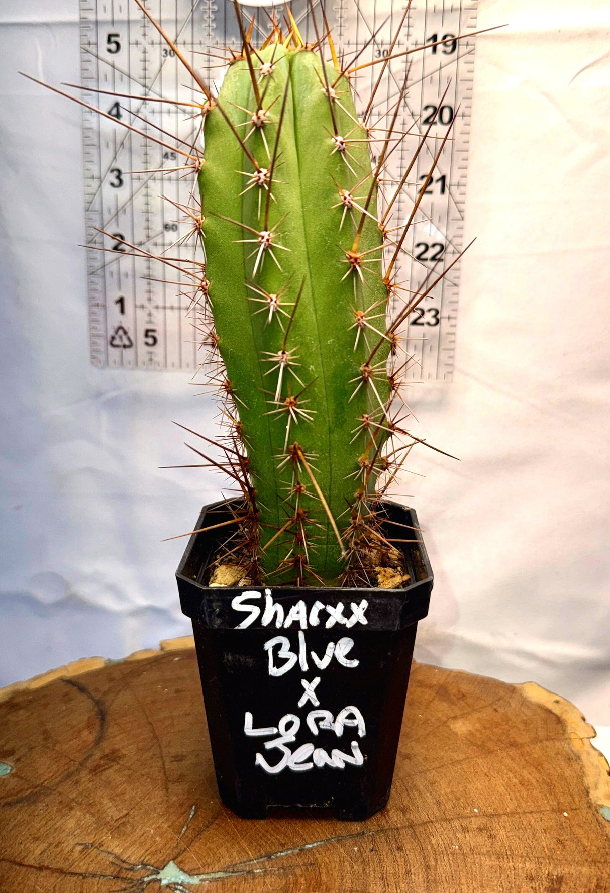 Columnar Cactus Hybrid - (SHARXX BLUE x LORA JEAN)