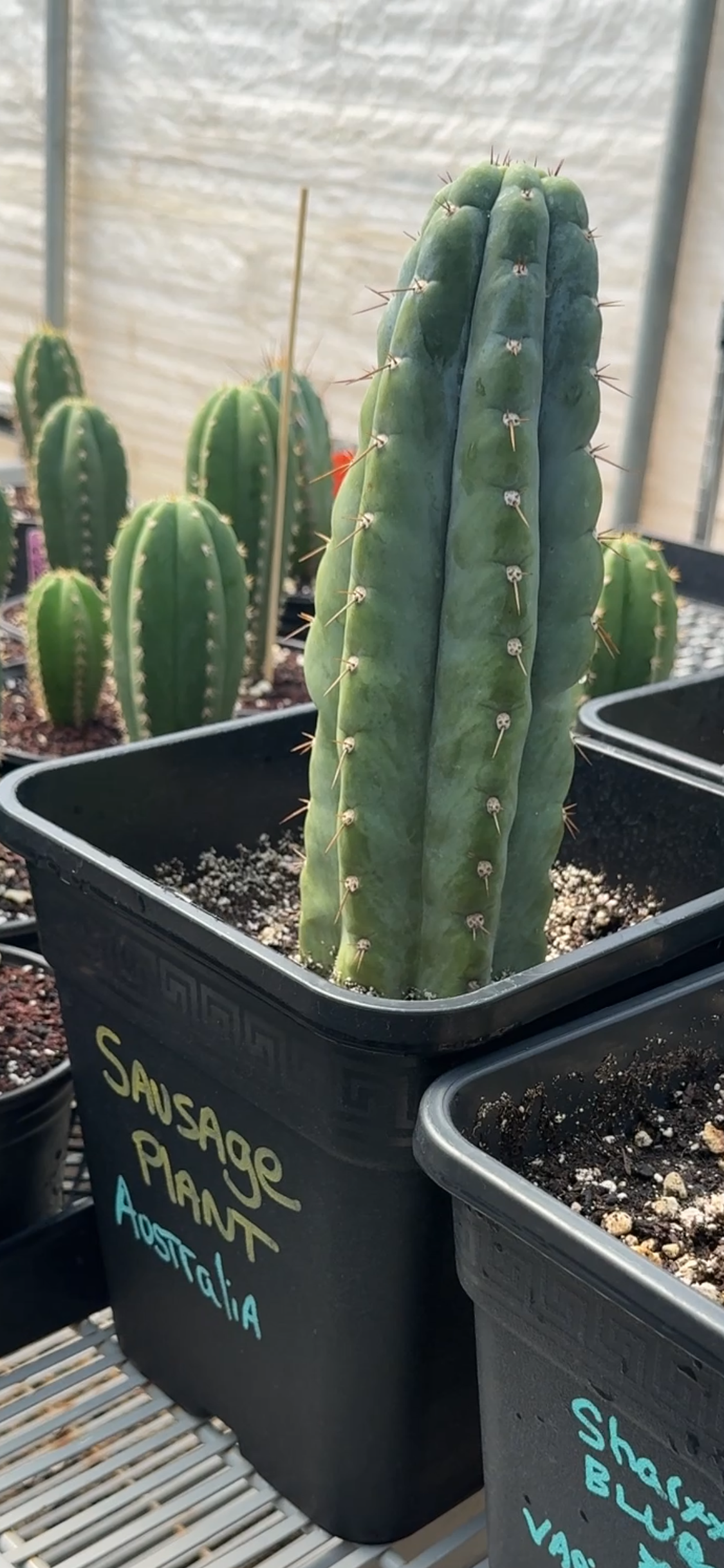Columnar Cactus Clone - (SAUSAGE PLANT)