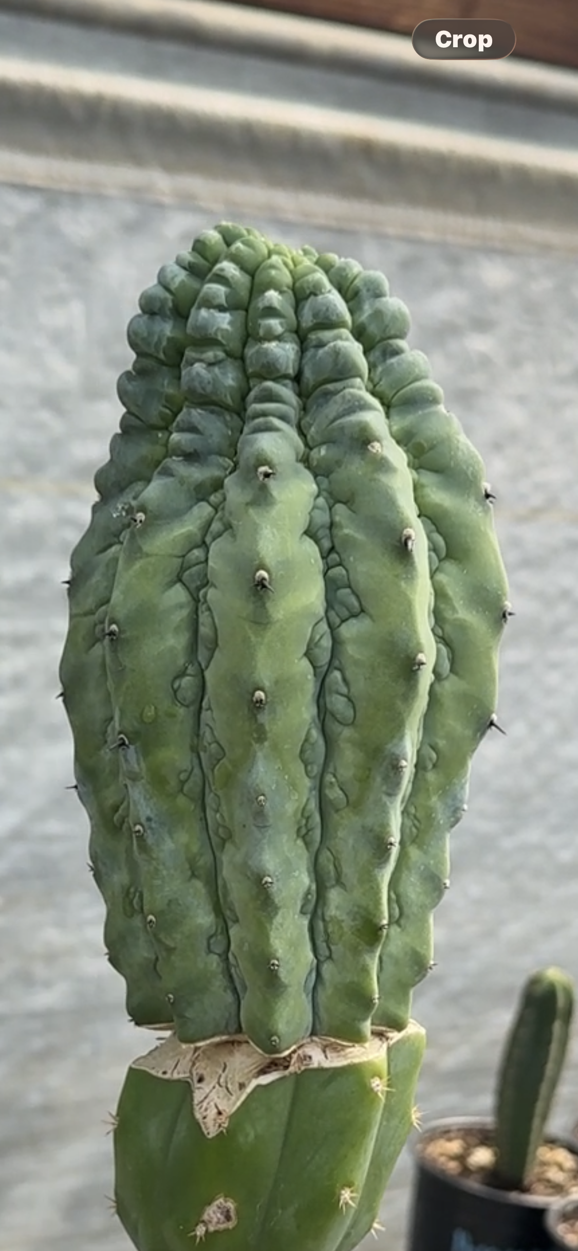 Myrtillocactus geometrizans cv. 'Glorp'