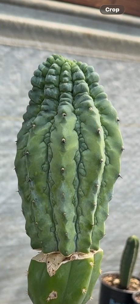 Myrtillocactus geometrizans cv. 'Glorp'