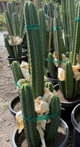 Predominant Cultivar -'PC' - Columnar Cactus