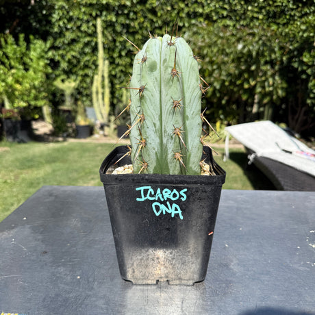 Columnar Cactus Clone - (Icaros DNA)