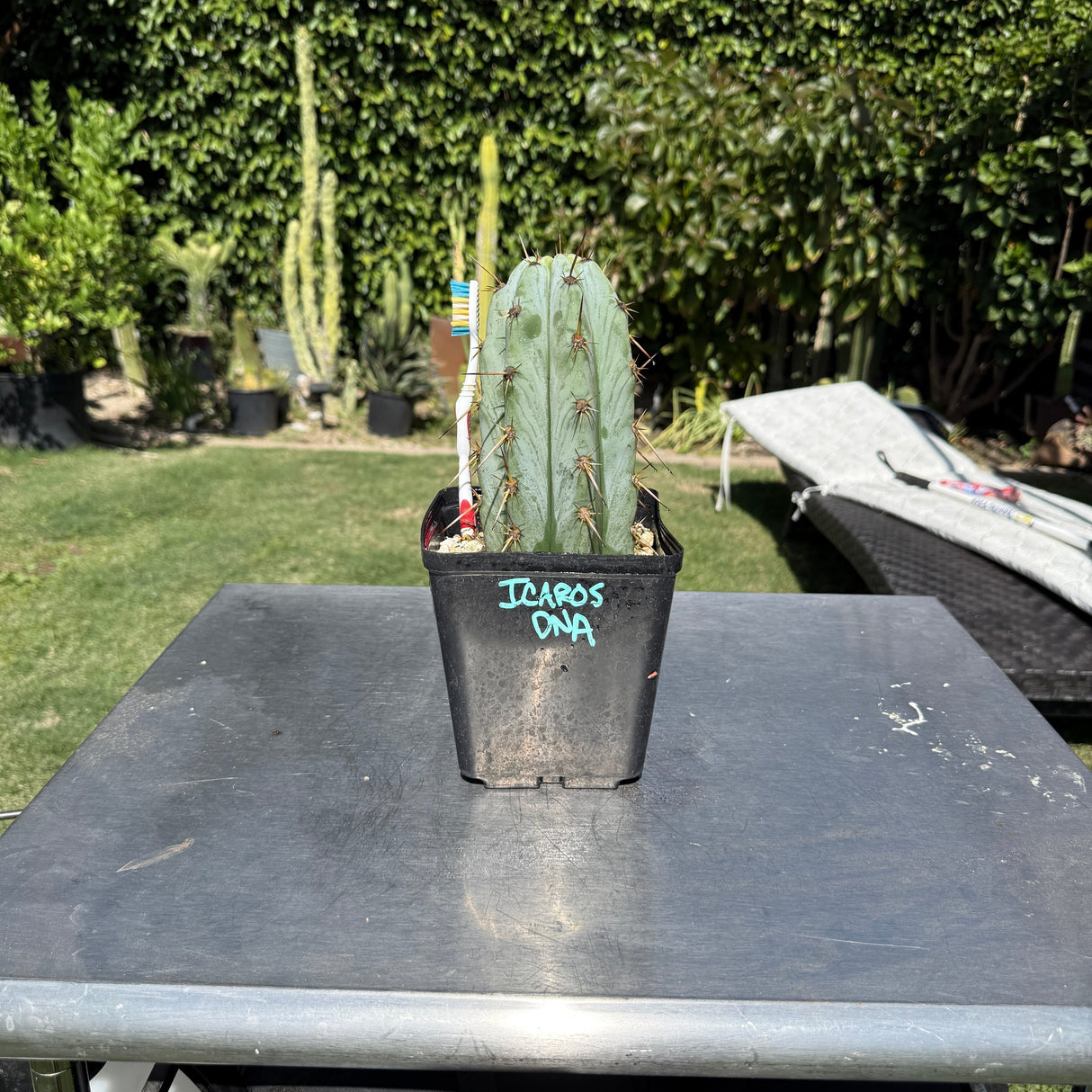 Columnar Cactus Clone - (Icaros DNA)