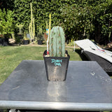 Columnar Cactus Clone - (Icaros DNA)