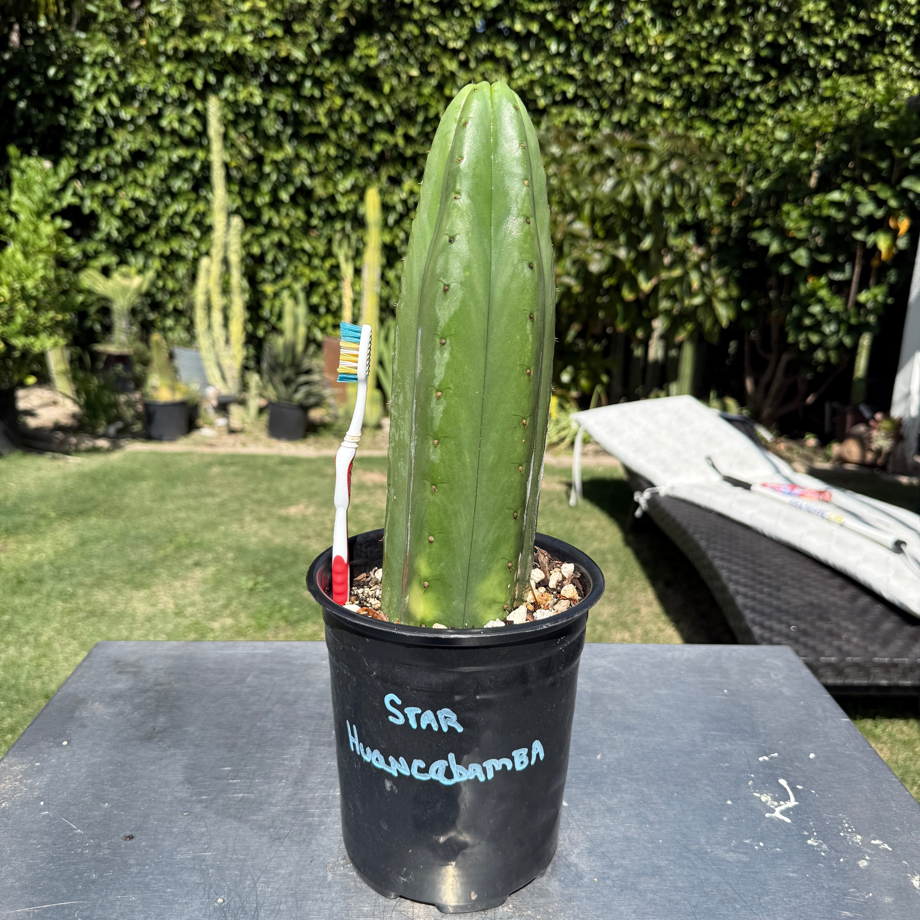 Rare Cactus Star Huancabamba