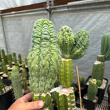 Myrtillocactus geometrizans cv. 'Glorp'