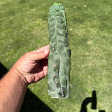 Columnar Cactus Clone - (Bruce's Dragon)