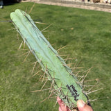 Columnar Cactus Clone - (Medicine Man)
