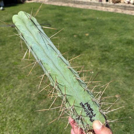 Columnar Cactus Clone - (Medicine Man)