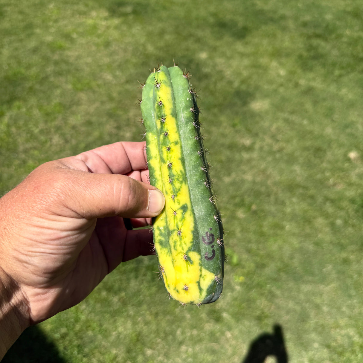 Columnar Cactus Hybrid - Variegated - (China Gold)