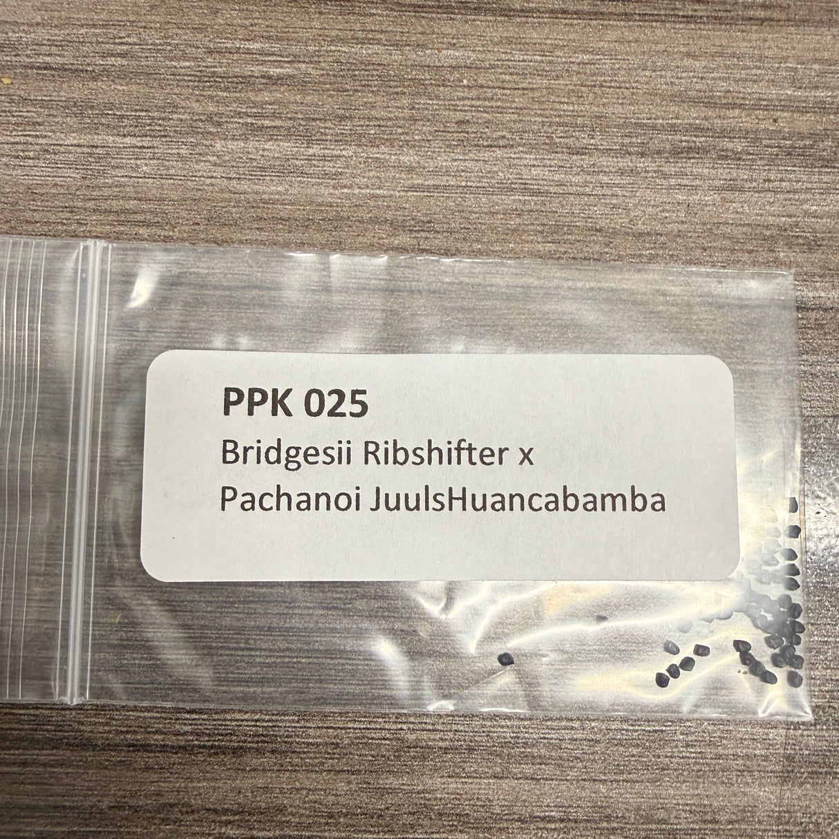 PPK 025-  Ribshifter x Juuls Huancabamba - Bridgesii x Pachanoi
