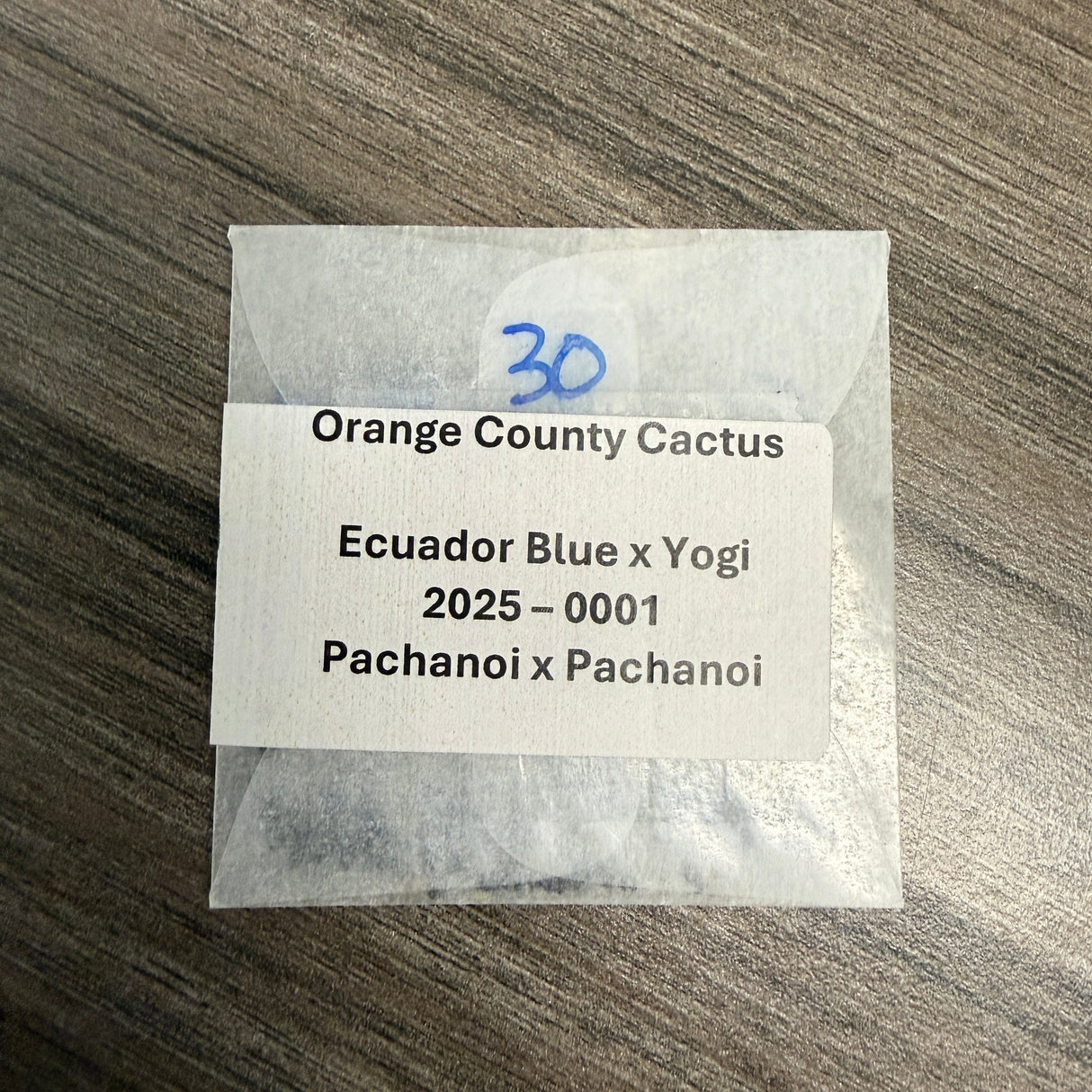 Orange County Cactus  0001 - Ecuador Blue x Yogi - Pachanoi x Pachanoi