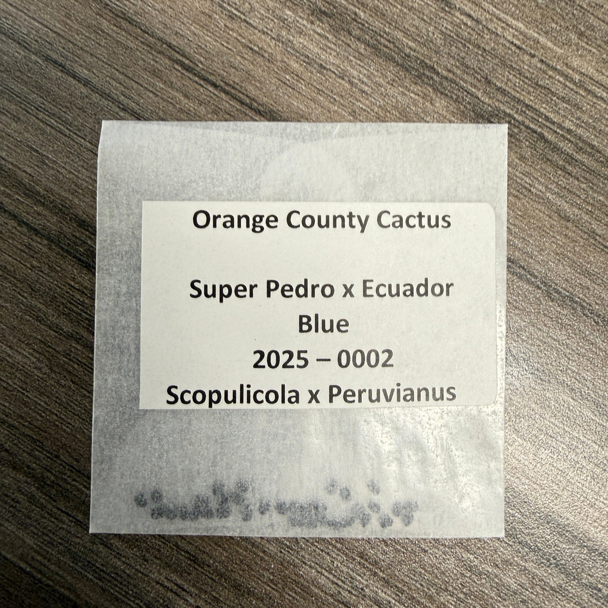 Orange County Cactus  0002 - Super Pedro x Ecuador Blue - Scopulicola x Peruvianus