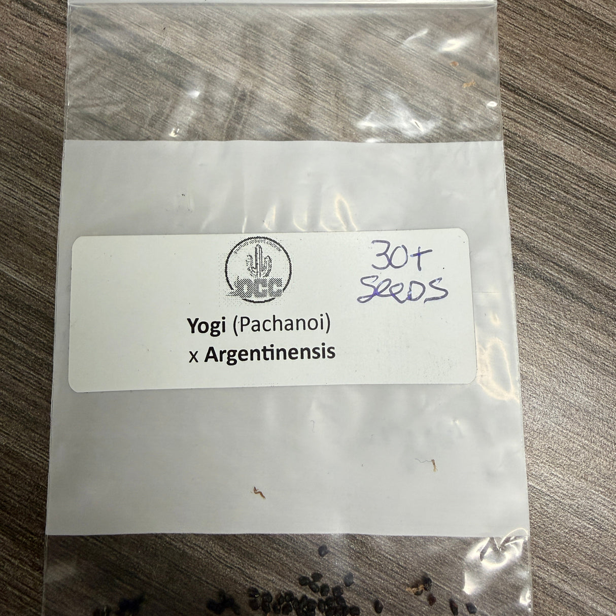 Orange County Cactus  0003 - Yogi x Argentinensis - Pachanoi x Argentinensis