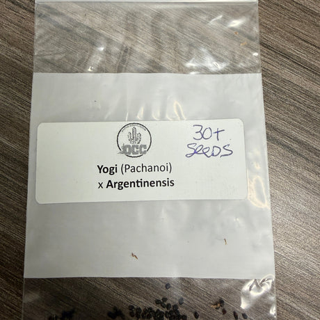 Orange County Cactus  0003 - Yogi x Argentinensis - Pachanoi x Argentinensis