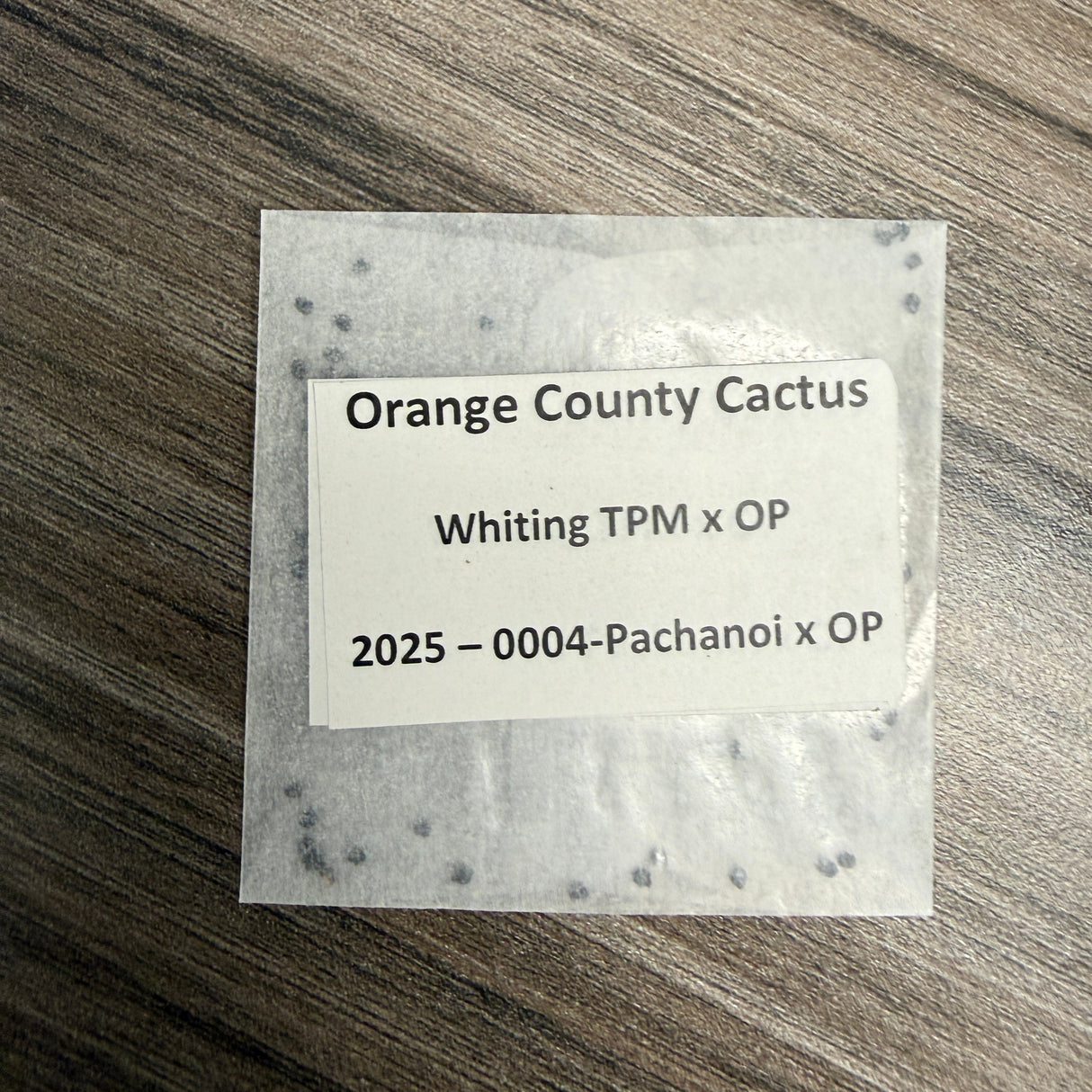 Orange County Cactus  0004 - Whiting TPM x OP - Pachanoi x OP - (First Fruit)