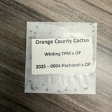 Orange County Cactus  0004 - Whiting TPM x OP - Pachanoi x OP - (First Fruit)