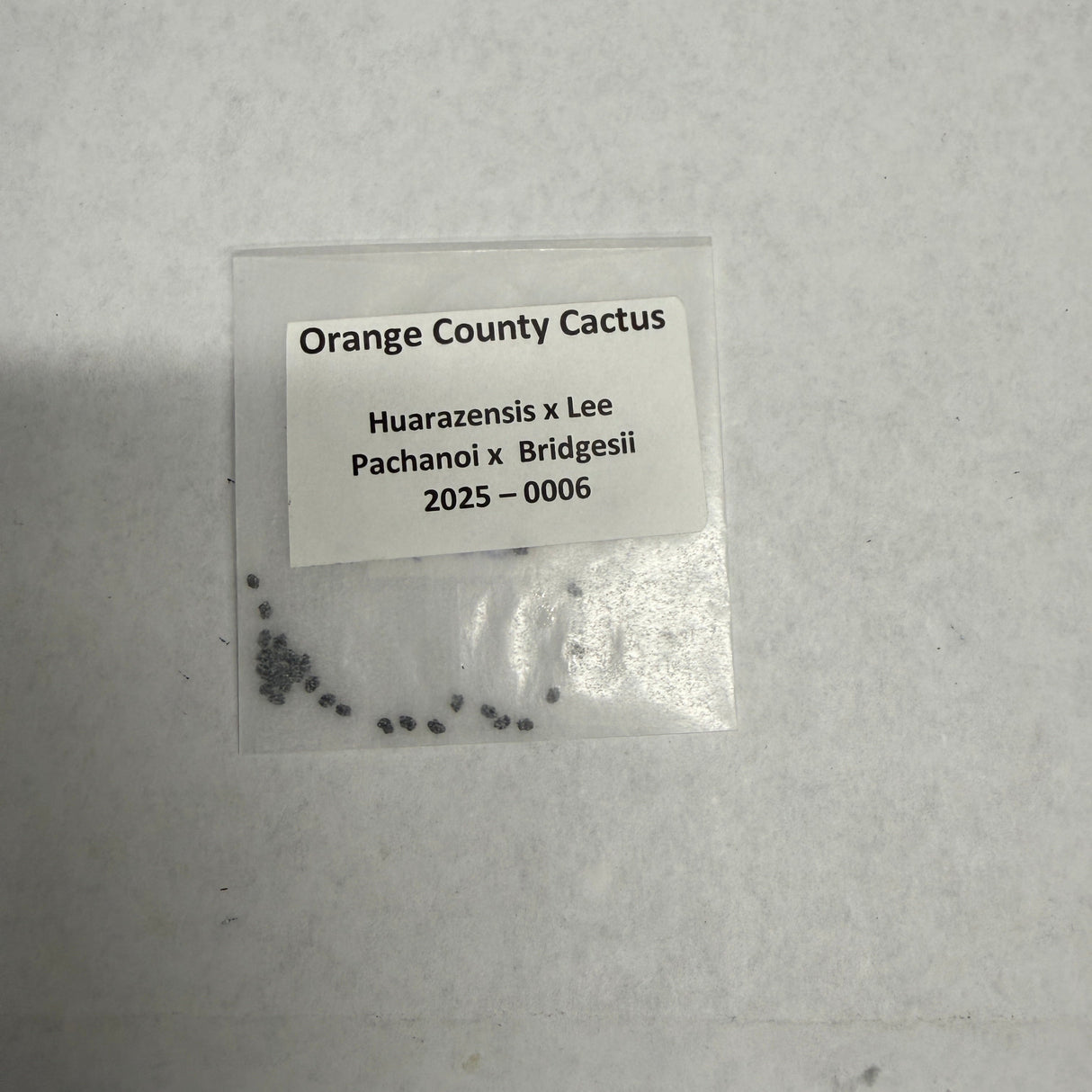 Orange County Cactus  006 - Huarazensis x Lee - Pachanoi x Bridgesii