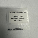 Orange County Cactus - 0007 - Dangar x Yogi - Pachanoi x Pachanoi